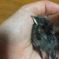 保護ツバメの里親さんになってください