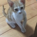 生後2ヶ月の茶トラ