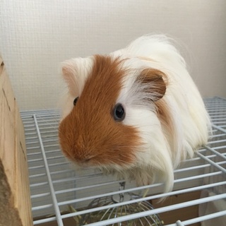 モルモット里親募集