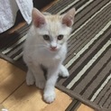 生後2ヶ月の白トラ