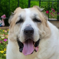 アスラン(ちゅぷ男)