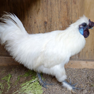 烏骨鶏の里親募集