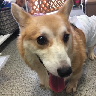 たん★ウェルシュ・コーギー・ペンブローク★♂4歳