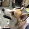 たん★ウェルシュ・コーギー・ペンブローク★♂4歳 サムネイル2