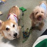 たん★ウェルシュ・コーギー・ペンブローク★♂4歳 サムネイル3