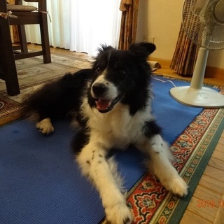 ボーダーコリー　リヒト　♂推定9歳