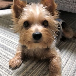 ヨークシャテリアのアラレちゃん