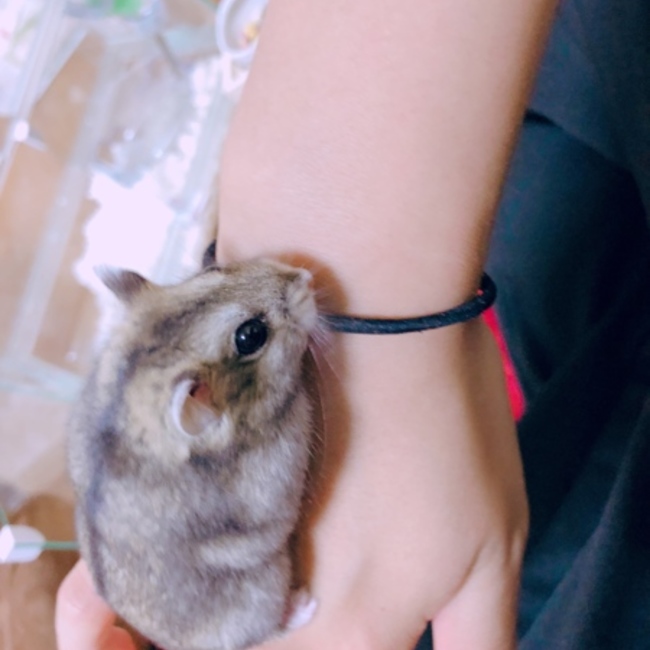 ୨୧⑅*のカバー写真