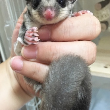 里親になりました