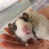 ファンシーラット 7月5日生まれ サムネイル2