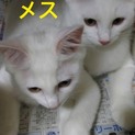 白猫 子猫の兄妹里親募集！！