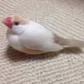 クリーム文鳥◎一歳半◎引越しの為里親募集してます