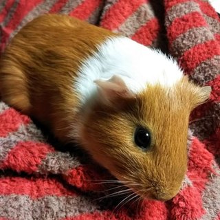 とらくら様内定モル