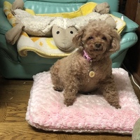 ショコラ