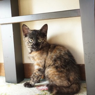 里親さん、決定しました。ありがとうございます！