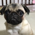 ☆人が大好きで活発なパグ娘です☆
