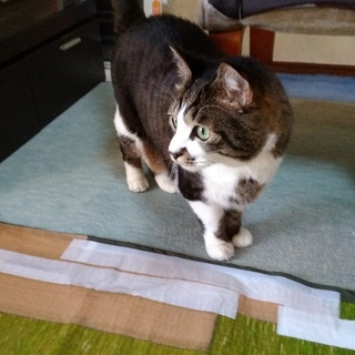 キジ白のみいちゃんです