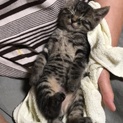 塀と塀に挟まって動けなくなっていた子猫です！