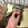 三匹の子猫◇キジトラくん サムネイル4