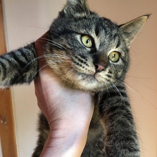三匹の子猫◇キジトラくん