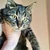 三匹の子猫◇キジトラくん サムネイル5