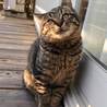三匹の子猫◇キジトラくん サムネイル6
