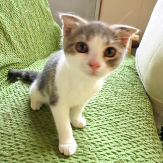 スコテッシュ３か月　女の子