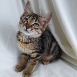 第14回　とだニャン　猫里親会開催