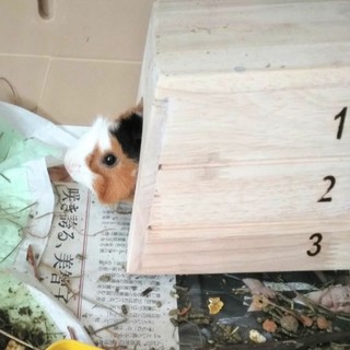 巻き毛モルモット