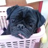 アダムとくーちゃん
