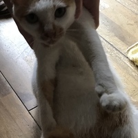 こぶたちゃん