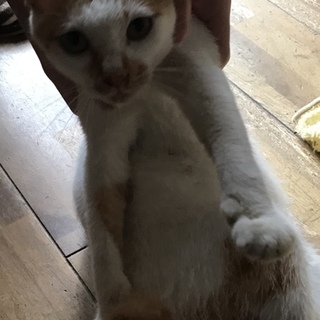 里親さん募集中