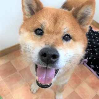 柴犬のこめこくん家族募集中！