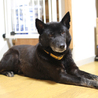 【決定】甲斐犬mix♀ ひじきちゃん サムネイル6