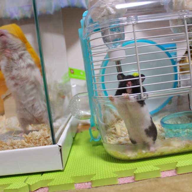 長谷部たまこのカバー写真