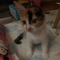 甘えん坊の三毛猫です
