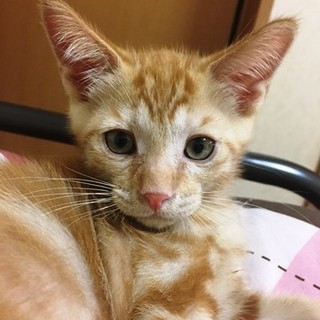 まるちゃん 　　　 2ヶ月くらいの男の子