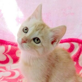 【緊急募集！】はるた君