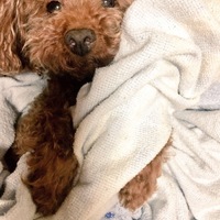きなこ