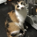 美し過ぎる三毛さま☆サトちゃん約1歳