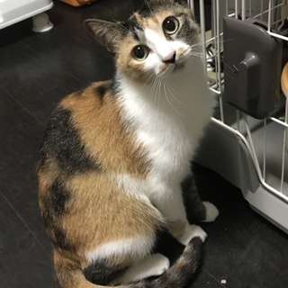 美し過ぎる三毛さま☆サトちゃん約1歳