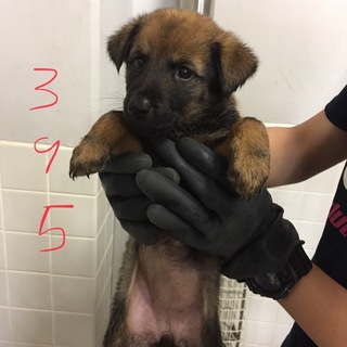 可愛い子犬たちがたくさんいます。⑤⑥