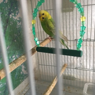 セキセイインコ 二匹 里親様 募集★