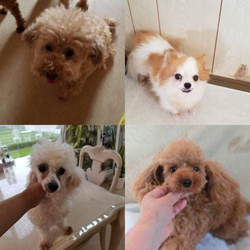 非営利動物保護団体ととのん『ととのんハウス』