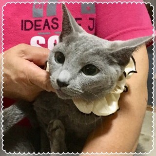 ロシアンブルー☆穏やかな　桃子ちゃん　2歳