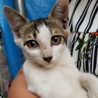 緊急！！家族になって下さい。