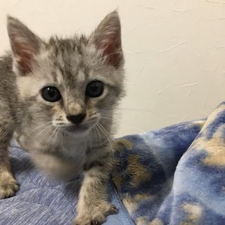 サバトラ仔猫里親募集中！