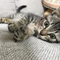キジトラ仔猫里親募集中