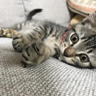 キジトラ仔猫里親募集中