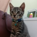 キジトラ仔猫里親募集中